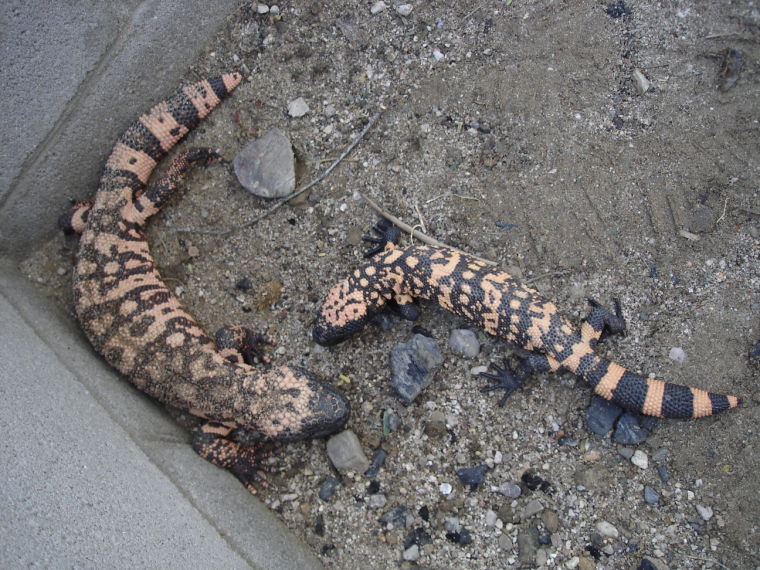 Gila monsters